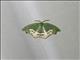 Emerald Moth (Dysdamartia quaesita)