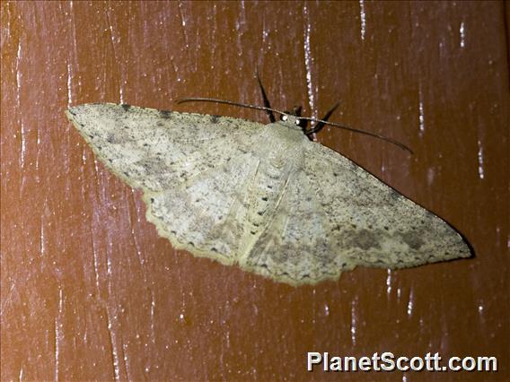 Geometer Moth (Geometridae sp)