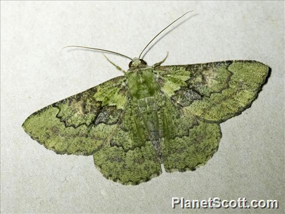 Emerald Moth (Aeolochroma sp)