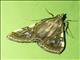 Pearl Moth (Glyphodes exquisitalis)