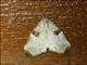 Tufted Moth (Meganola hemizona)