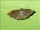 Cutworm Moth (Heterorta plutonis)