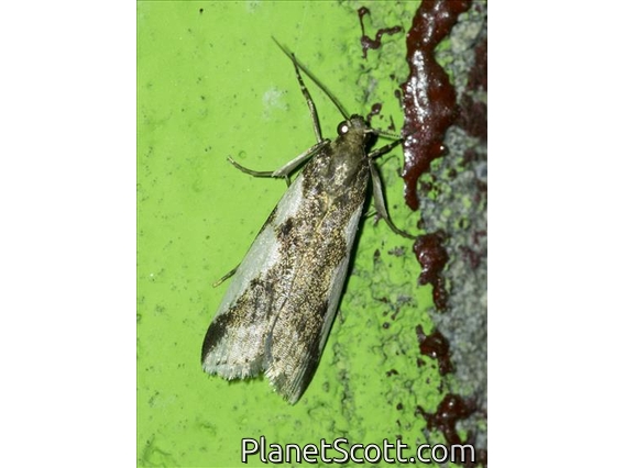 Knot-horn Moth (Phycitini sp)