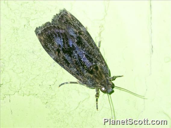 Immidae Moth (Moca sp)