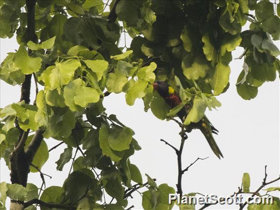 Coconut Lorikeet (Trichoglossus haematodus)