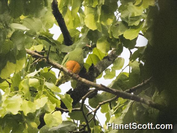 Orange-bellied Fruit-Dove (Ptilinopus iozonus)