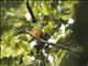 Orange-bellied Fruit-Dove (Ptilinopus iozonus)