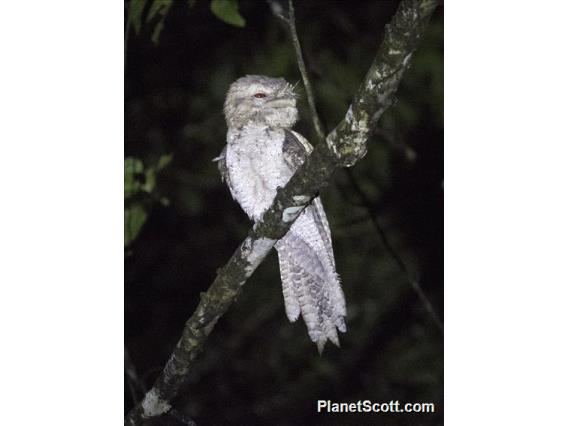 Papuan Frogmouth (Podargus papuensis)