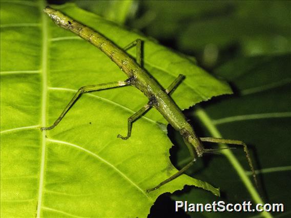 Stick Insect (Dimorphodes sp)