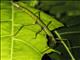 Stick Insect (Dimorphodes sp)