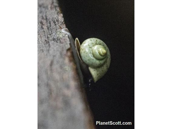 Land Snail (Cyclophoridae sp)