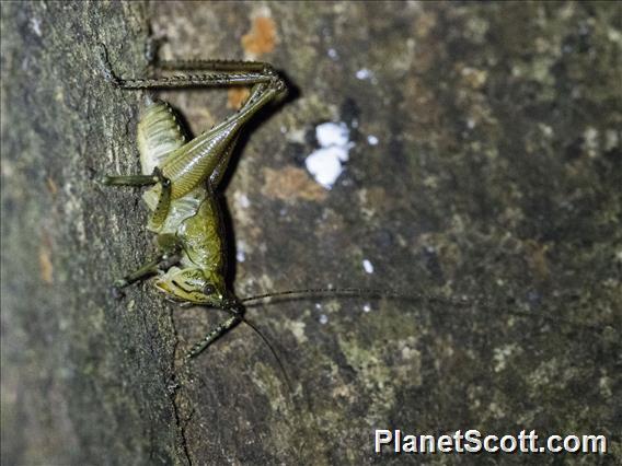 Katydid (Tettigoniidae sp)