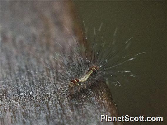 Caterpillar (Erebidae sp)