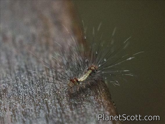 Lichen Moth Caterpillar (Lithosiini sp)