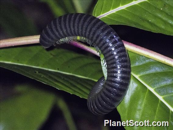 Iron Millipede (Rhinocricidae sp)