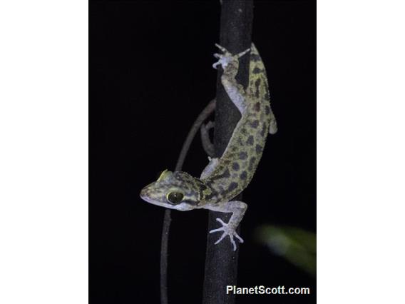 Papua Bow-fingered Gecko (Cyrtodactylus papuensis)