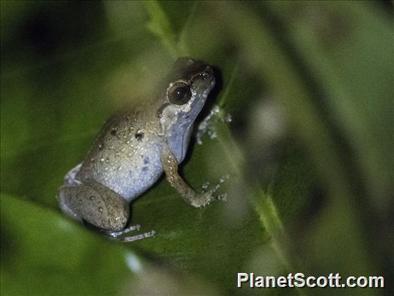 Narrow-mouth Toad (Cophixalus sp)