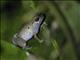 Narrow-mouth Toad (Cophixalus sp)