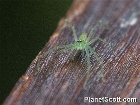 Huntsman Spider (Clastes sp)