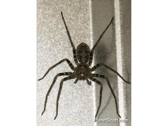 Huntsman Spider (Sparassidae sp)