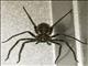 Huntsman Spider (Sparassidae sp)