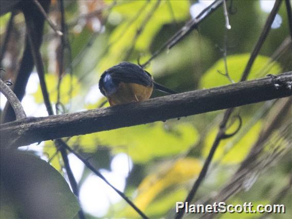 Papuan Dwarf-Kingfisher (Ceyx solitarius)