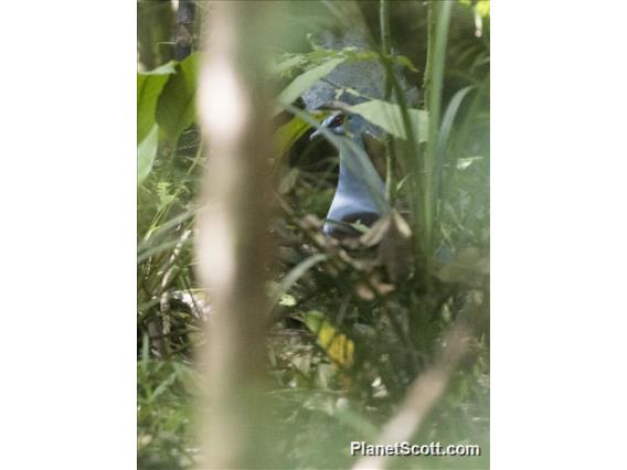 Western Crowned-Pigeon (Goura cristata)