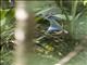 Western Crowned-Pigeon (Goura cristata)