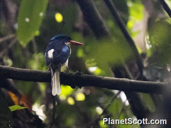 Common Paradise-Kingfisher (Tanysiptera galatea)