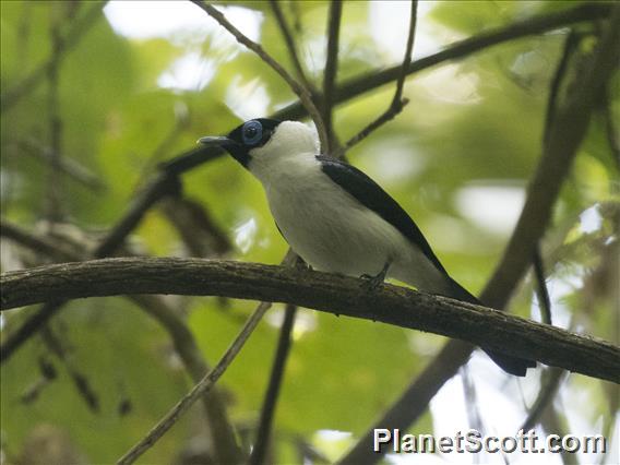 Frilled Monarch (Arses telescopthalmus) - Male