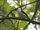 Frilled Monarch (Arses telescopthalmus) - Male