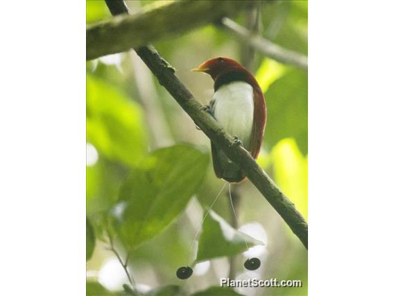 King Bird-of-paradise (Cicinnurus regius)