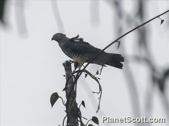 Pacific Baza (Aviceda subcristata)