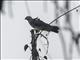 Pacific Baza (Aviceda subcristata)