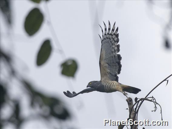 Pacific Baza (Aviceda subcristata)