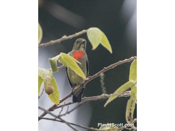 Olive-crowned Flowerpecker (Dicaeum pectorale)