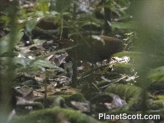 Bare-eyed Rail (Gymnocrex plumbeiventris)