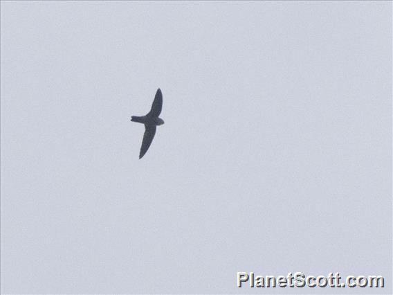 Uniform Swiftlet (Aerodramus vanikorensis)