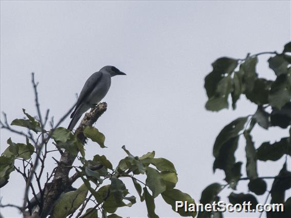 White-bellied Cuckooshrike (Coracina papuensis)