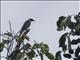 White-bellied Cuckooshrike (Coracina papuensis)