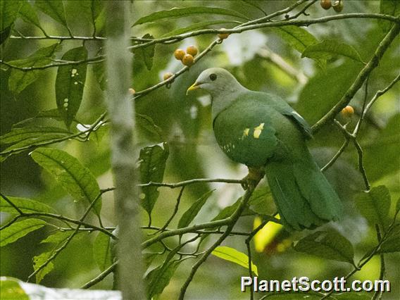 Wompoo Fruit-Dove (Ptilinopus magnificus)