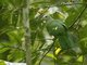 Wompoo Fruit-Dove (Megaloprepia magnifica)