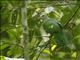 Wompoo Fruit-Dove (Ptilinopus magnificus)