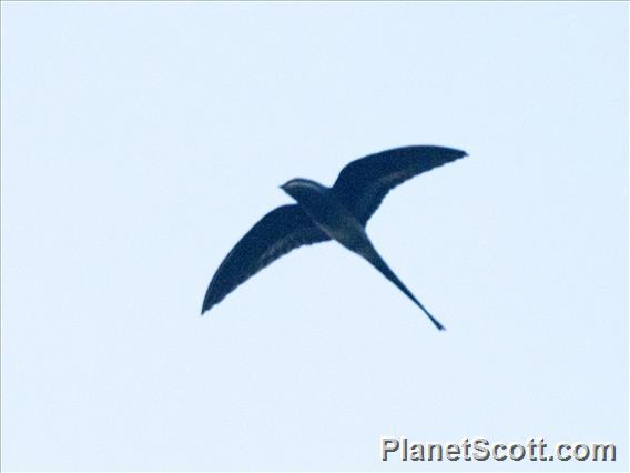 Moustached Treeswift (Hemiprocne mystacea)