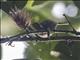 Mimic Honeyeater (Meliphaga analoga)