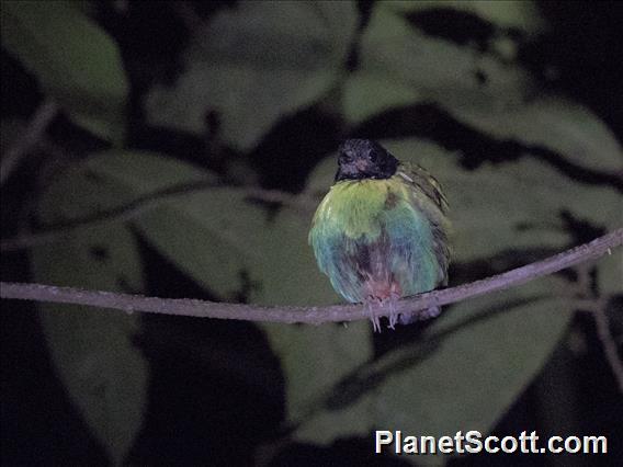 Eastern Hooded Pitta (Pitta novaeguineae)