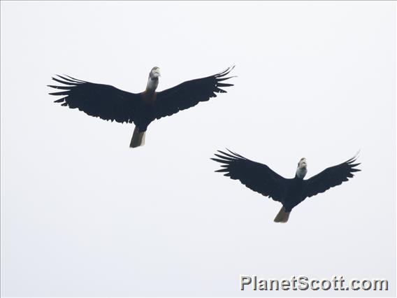 Blyth's Hornbill (Rhyticeros plicatus)