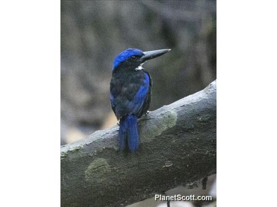 Blue-black Kingfisher (Todiramphus nigrocyaneus)