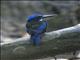 Blue-black Kingfisher (Todiramphus nigrocyaneus)