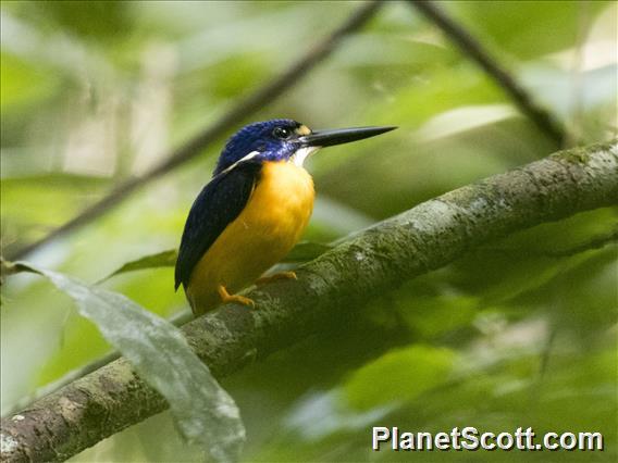 Azure Kingfisher (Ceyx azureus)